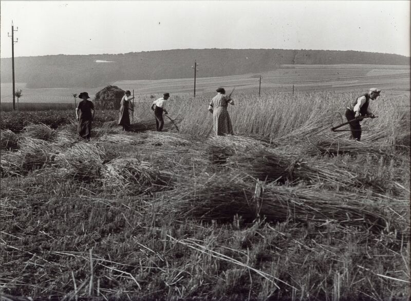 Datei:Börry, Roggenernte.jpg