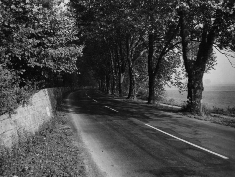 Datei:Platanenalle bei Grohnde im LSG Wesertal, ca. 1950er Jahre.jpg