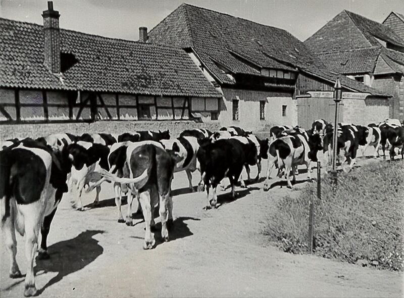 Datei:50865 Kuhherde der Domäne Ohsen.jpg